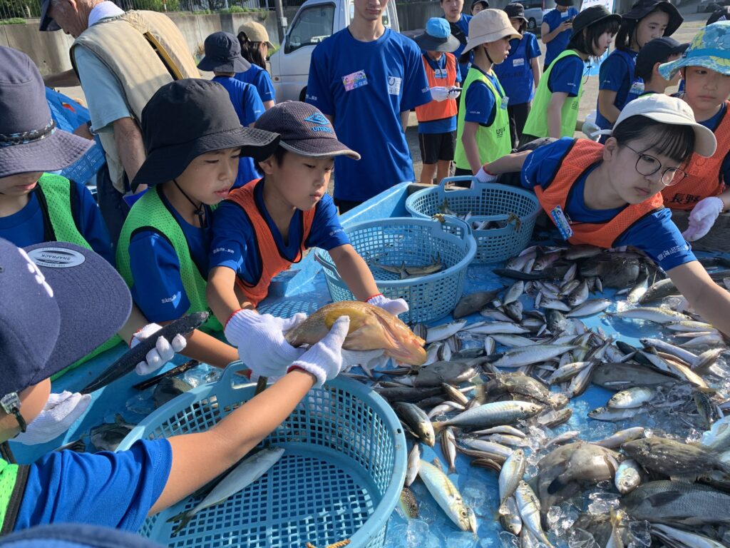 信州イカ調査隊➂漁師体験　魚の選別作業
